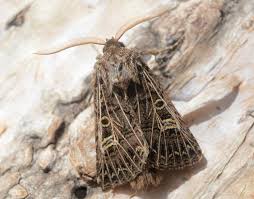 Attēlu rezultāti vaicājumam “Tholera decimalis male”