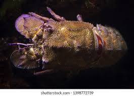 Image result for Scyllarides latus