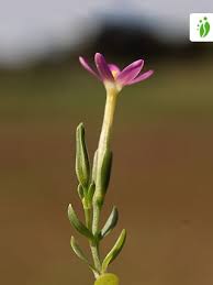 Attēlu rezultāti vaicājumam “Centaurium littorale flower”