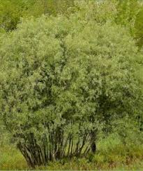 Attēlu rezultāti vaicājumam “Salix Vetrix”