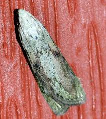 Attēlu rezultāti vaicājumam “Aphomia sociella female”