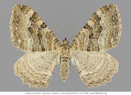 Attēlu rezultāti vaicājumam “Hydria cervinalis”