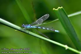 Attēlu rezultāti vaicājumam “Coenagrion hastulatum”