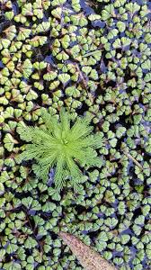 Attēlu rezultāti vaicājumam “Ricciocarpos natans”