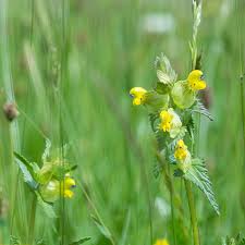 Attēlu rezultāti vaicājumam “Rhinanthus minor leaf”