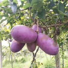 Attēlu rezultāti vaicājumam “Cinna latifolia fruit”