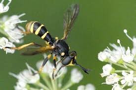 Attēlu rezultāti vaicājumam “Conopidae”