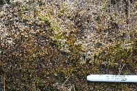 Attēlu rezultāti vaicājumam “Sphagnum platyphyllum”