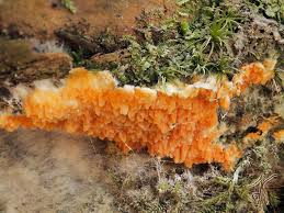 Attēlu rezultāti vaicājumam “Leucogyrophana sororia”