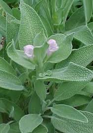 Image result for Salvie