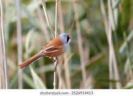 Attēlu rezultāti vaicājumam “Panurus biarmicus female”