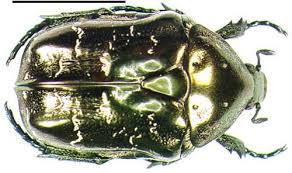 Attēlu rezultāti vaicājumam “Liocola lugubris”