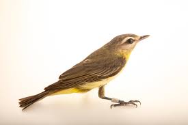 Image result for Vireo philadelphicus