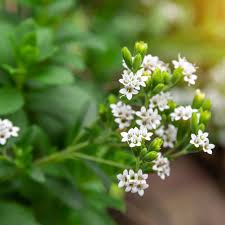 Image result for Stevia rebaudiana