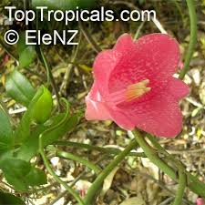 Attēlu rezultāti vaicājumam “xComagaria rosea  flower”