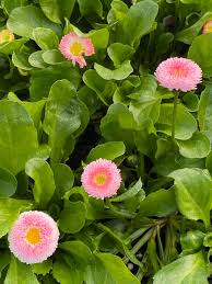 Image result for Bellis perennis