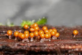 Attēlu rezultāti vaicājumam “Trichia ambigua”