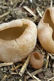 Attēlu rezultāti vaicājumam “Peziza vesiculosa”