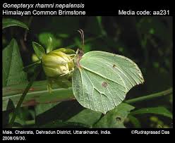 Attēlu rezultāti vaicājumam “Gonepteryx rhamni”