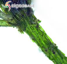 Attēlu rezultāti vaicājumam “Chara hispida”