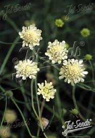 Image result for Scabiosa ochroleuca