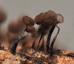 Attēlu rezultāti vaicājumam “Cribraria violacea macro”