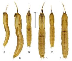 Attēlu rezultāti vaicājumam “Tipulidae larva”