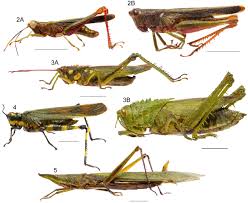Attēlu rezultāti vaicājumam “Acrididae”
