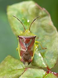 Attēlu rezultāti vaicājumam “Elasmostethus interstinctus”