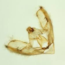 Attēlu rezultāti vaicājumam “Antrodia pulvinascens”