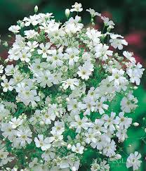 Image result for Gypsophila elegans