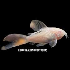 Image result for fish corydoras
