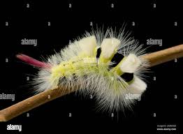 Attēlu rezultāti vaicājumam “Calliteara pudibunda”