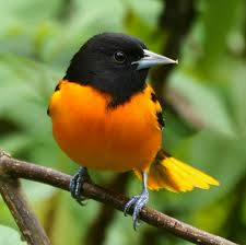 Image result for Icterus galbula