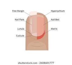 Image result for lunula nail