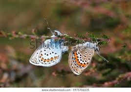 Attēlu rezultāti vaicājumam “Plebejus argus”