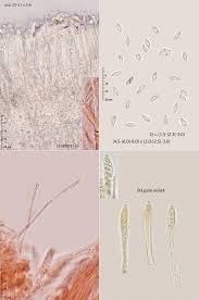 Attēlu rezultāti vaicājumam “Hyphodiscus hymeniophilus”