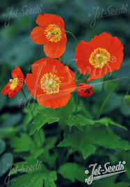 Image result for Meconopsis cambrica