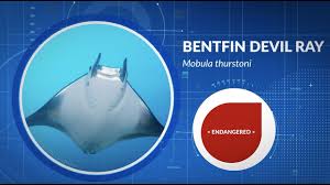 Image result for Mobula thurstoni