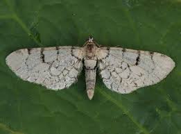 Attēlu rezultāti vaicājumam “Eupithecia venosata”