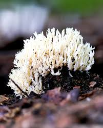 Attēlu rezultāti vaicājumam “Clavulina coralloides”