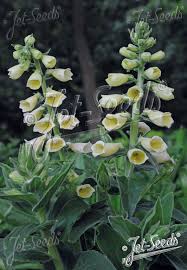 Image result for Digitalis grandiflora