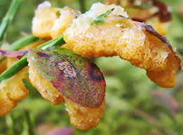 Attēlu rezultāti vaicājumam “Lignydium muscorum macro”