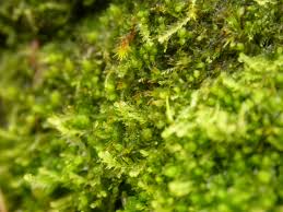 Attēlu rezultāti vaicājumam “Tritomaria exsectiformis”