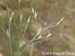 Attēlu rezultāti vaicājumam “Juncus bufonius fruit”
