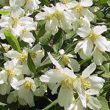 Attēlu rezultāti vaicājumam “Philadelphus lemoinei flower”