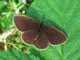 Attēlu rezultāti vaicājumam “Aphantopus hyperantus underside”