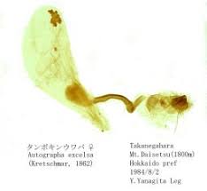 Attēlu rezultāti vaicājumam “Autographa excelsa”