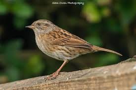 Attēlu rezultāti vaicājumam “Prunella modularis”