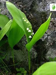 Attēlu rezultāti vaicājumam “Convallaria majalis leaf”